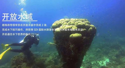 逐浪八闽 海蓝时见鲸，一年四季的潜水诗篇